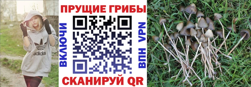 Псилоцибиновые грибы мицелий  Черногорск 